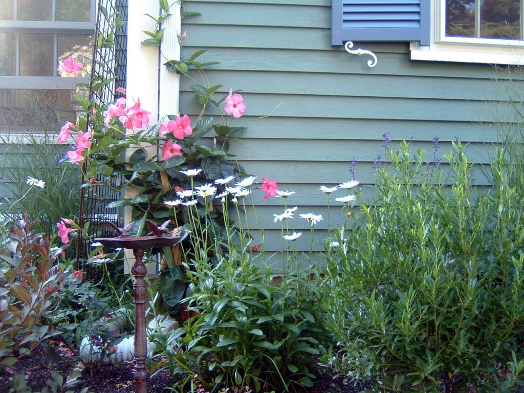 Front Yard Cottage Garden - Terrascapes